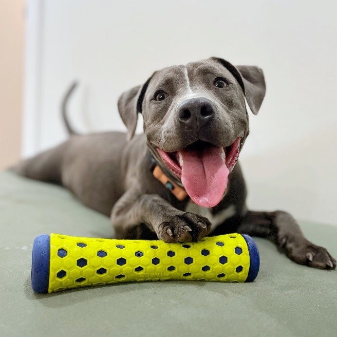 Dog for adoption Edna Ark, the Playful Girl, an American