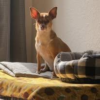 Sally, a ADOPTABLE mixed breed in Miami, FL image 3/3