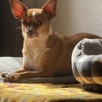 Sally, a ADOPTABLE mixed breed in Miami, FL image 2/3