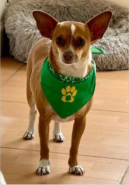 Sally, ADOPTABLE, Young Female Chihuahua & Jack Russell Terrier.