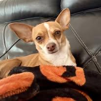 Sally, a ADOPTABLE mixed breed in Miami, FL image 1/3