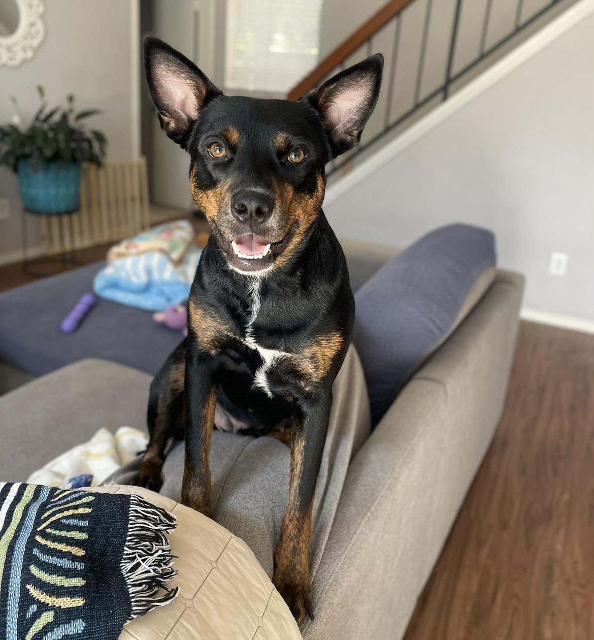 Enlarge Grace, a Adoptable mixed breed in Commerce City, CO image 1/6