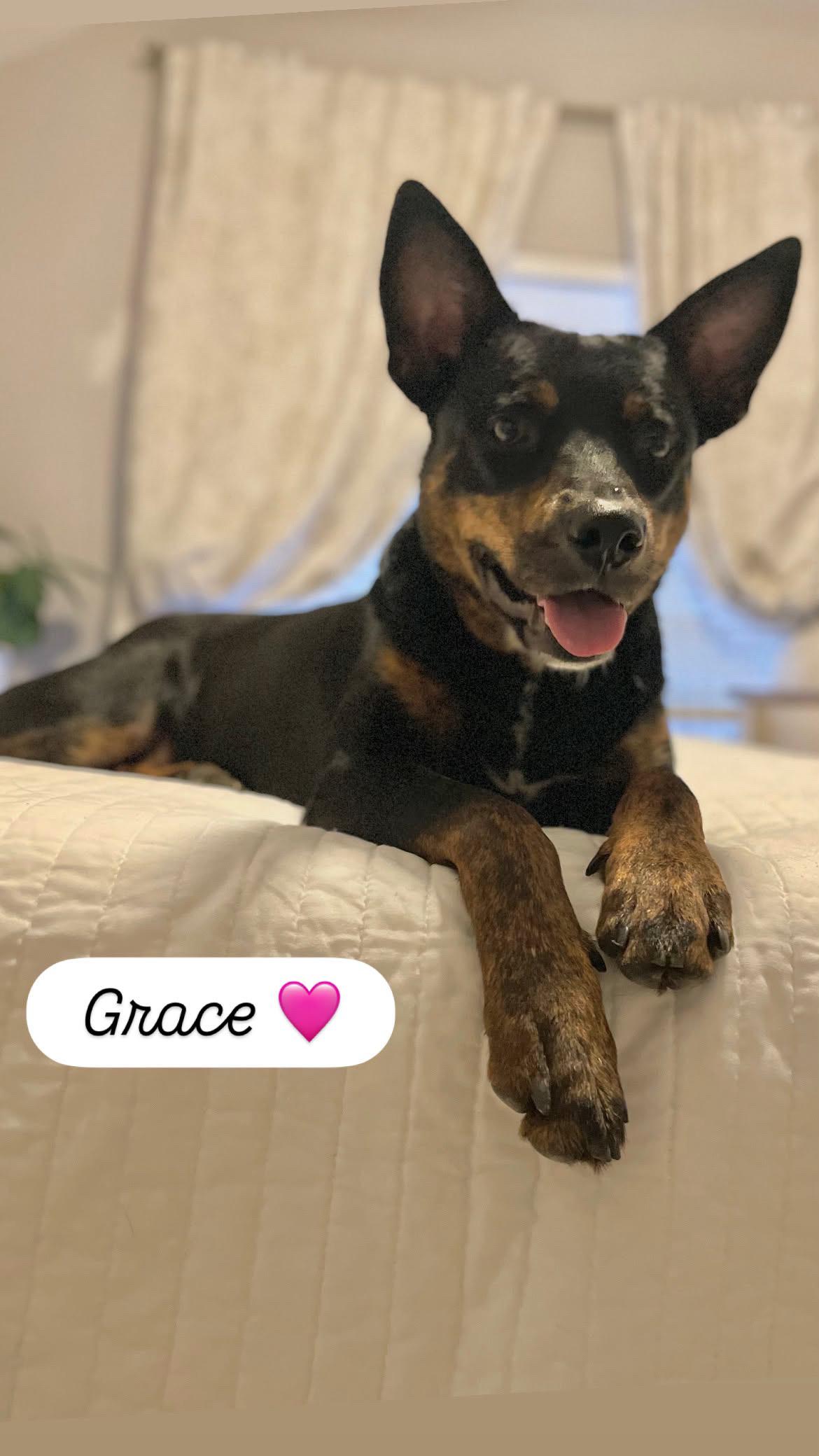Enlarge Grace, a Adoptable mixed breed in Commerce City, CO image 5/6