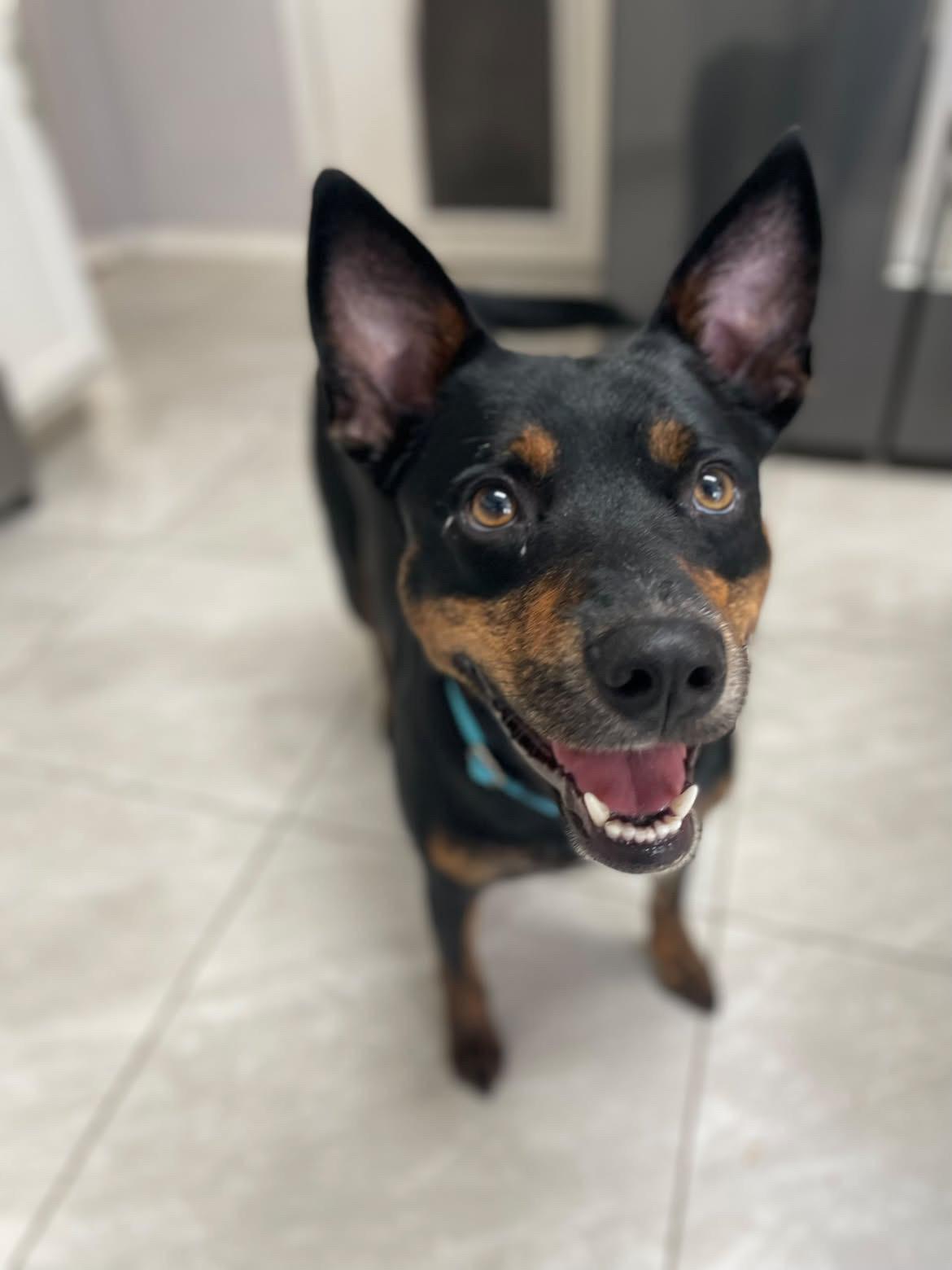 Enlarge Grace, a Adoptable mixed breed in Commerce City, CO image 6/6