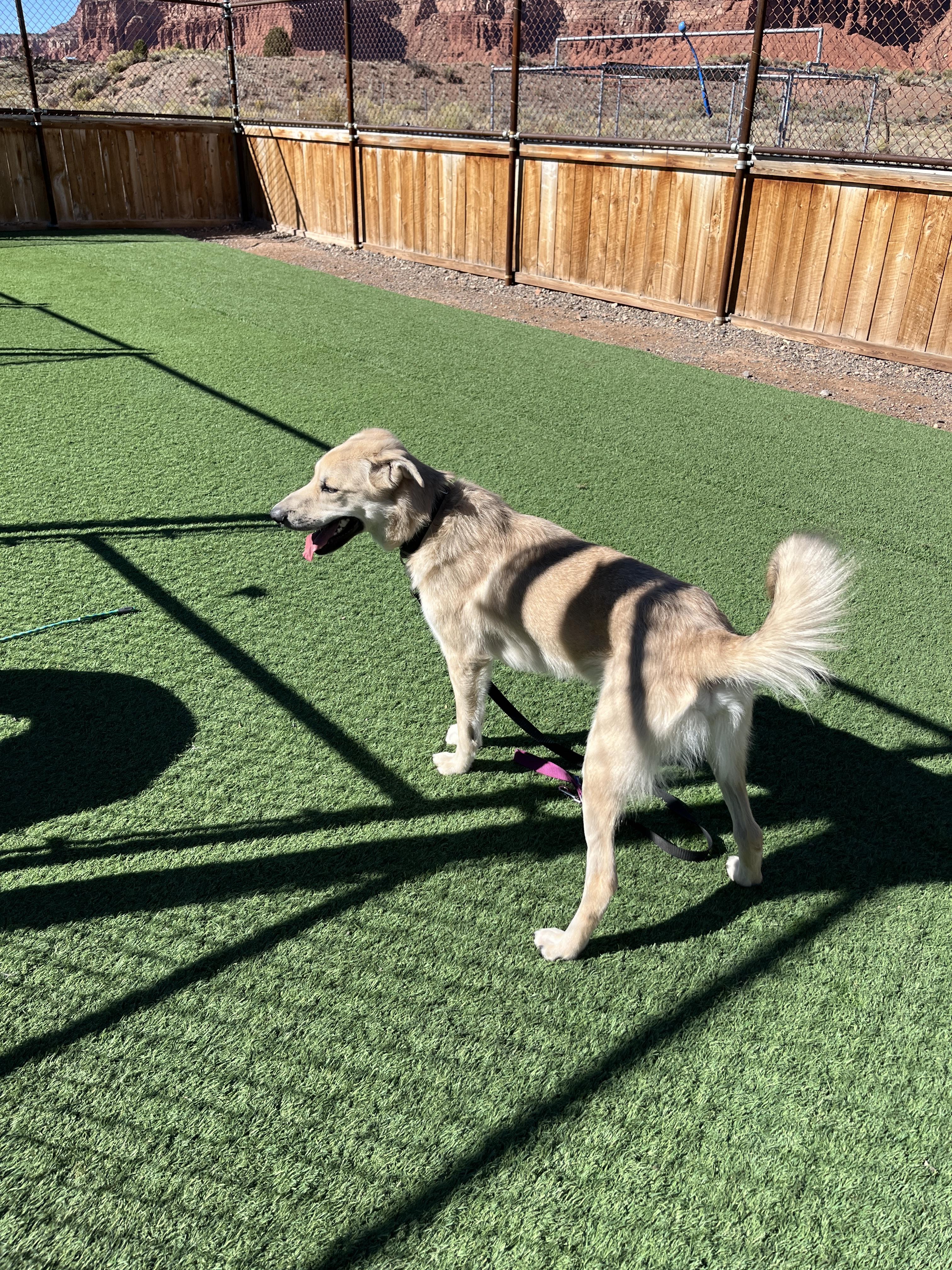 Wall-E, an adoptable Anatolian Shepherd in Torrey, UT, 84775 | Photo Image 3