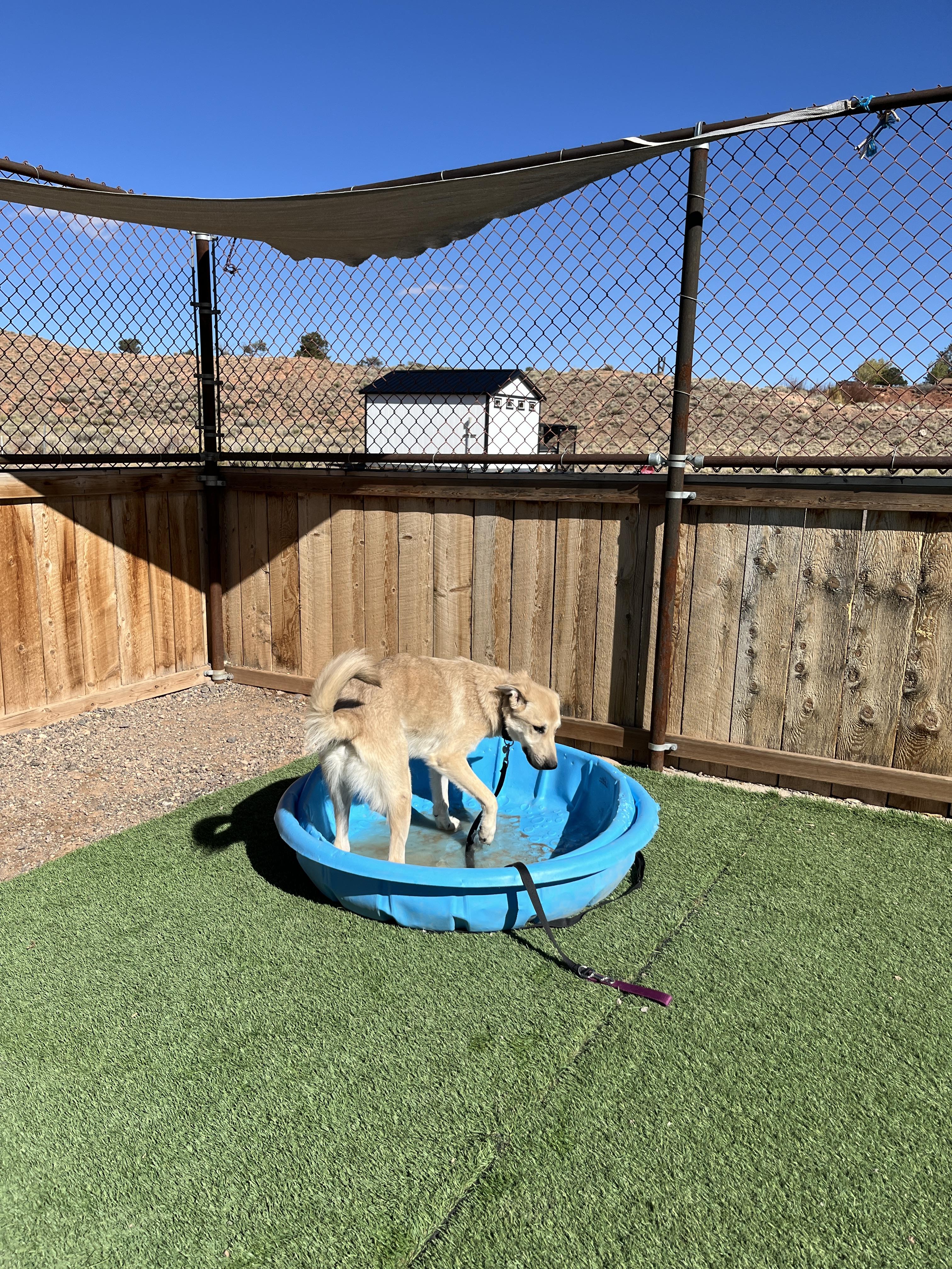 Wall-E, an adoptable Anatolian Shepherd in Torrey, UT, 84775 | Photo Image 2