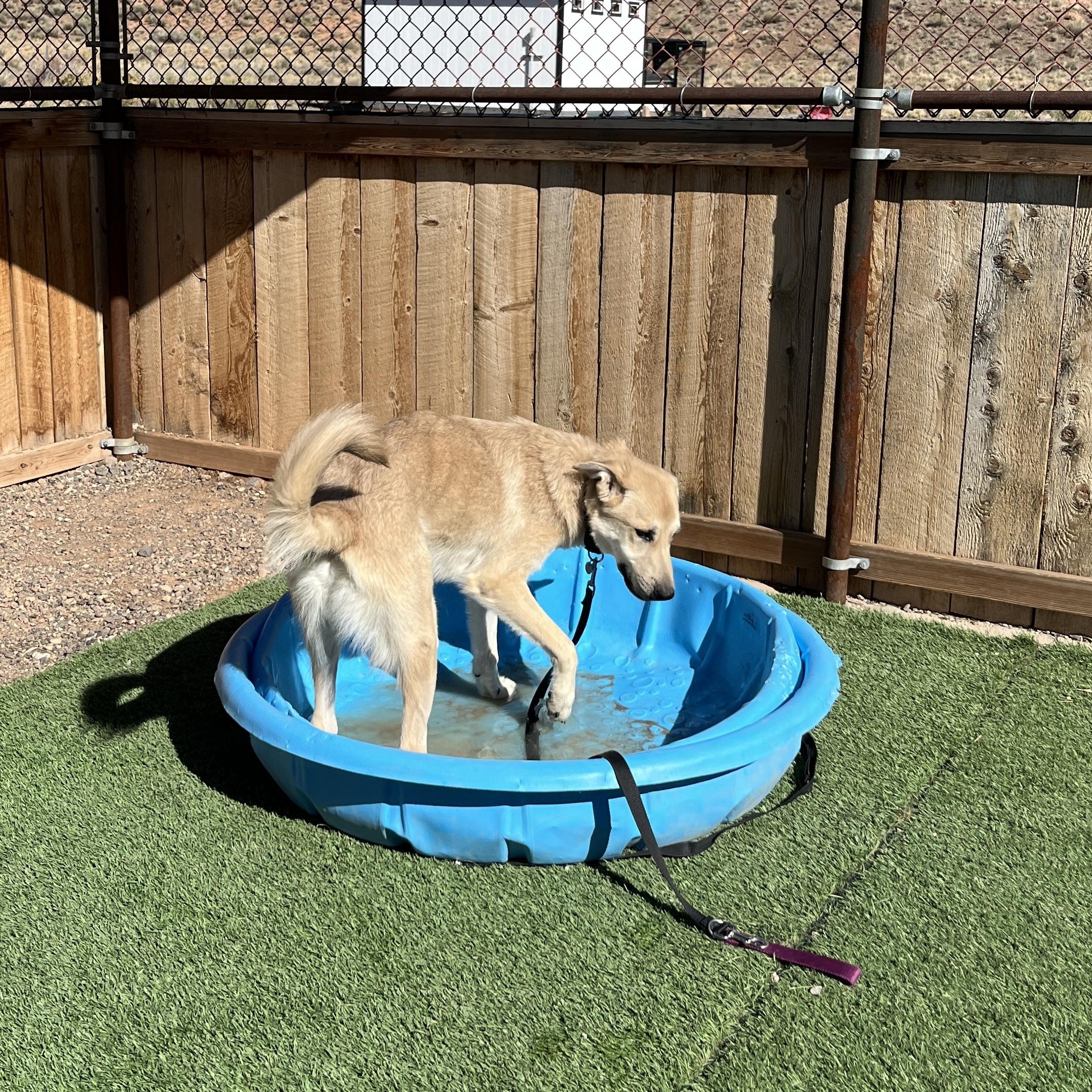 Wall-E, a Adoptable mixed breed in Torrey, UT image 4/4