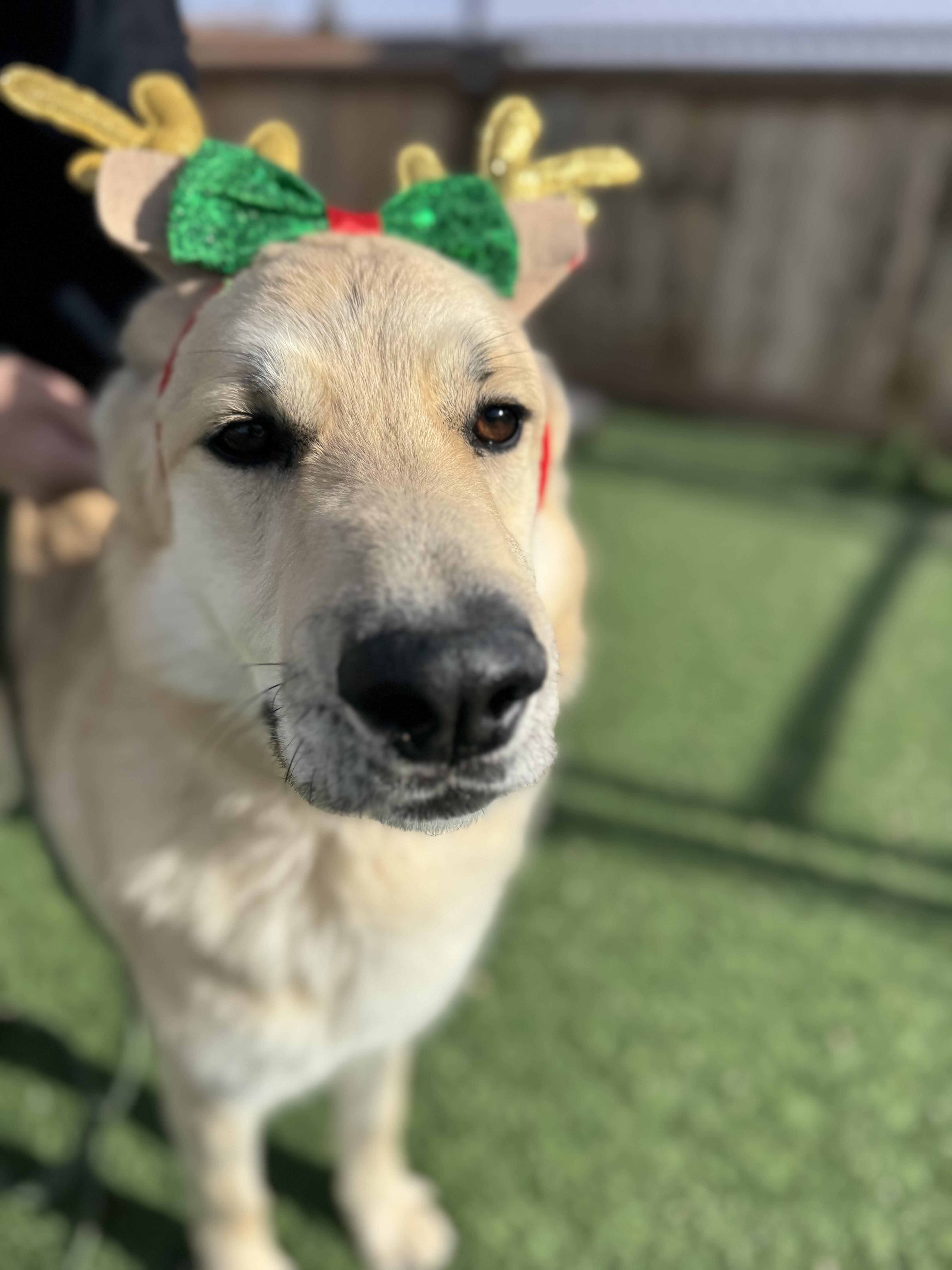 Enlarge Wall-E, a Adoptable mixed breed in Torrey, UT image 2/3