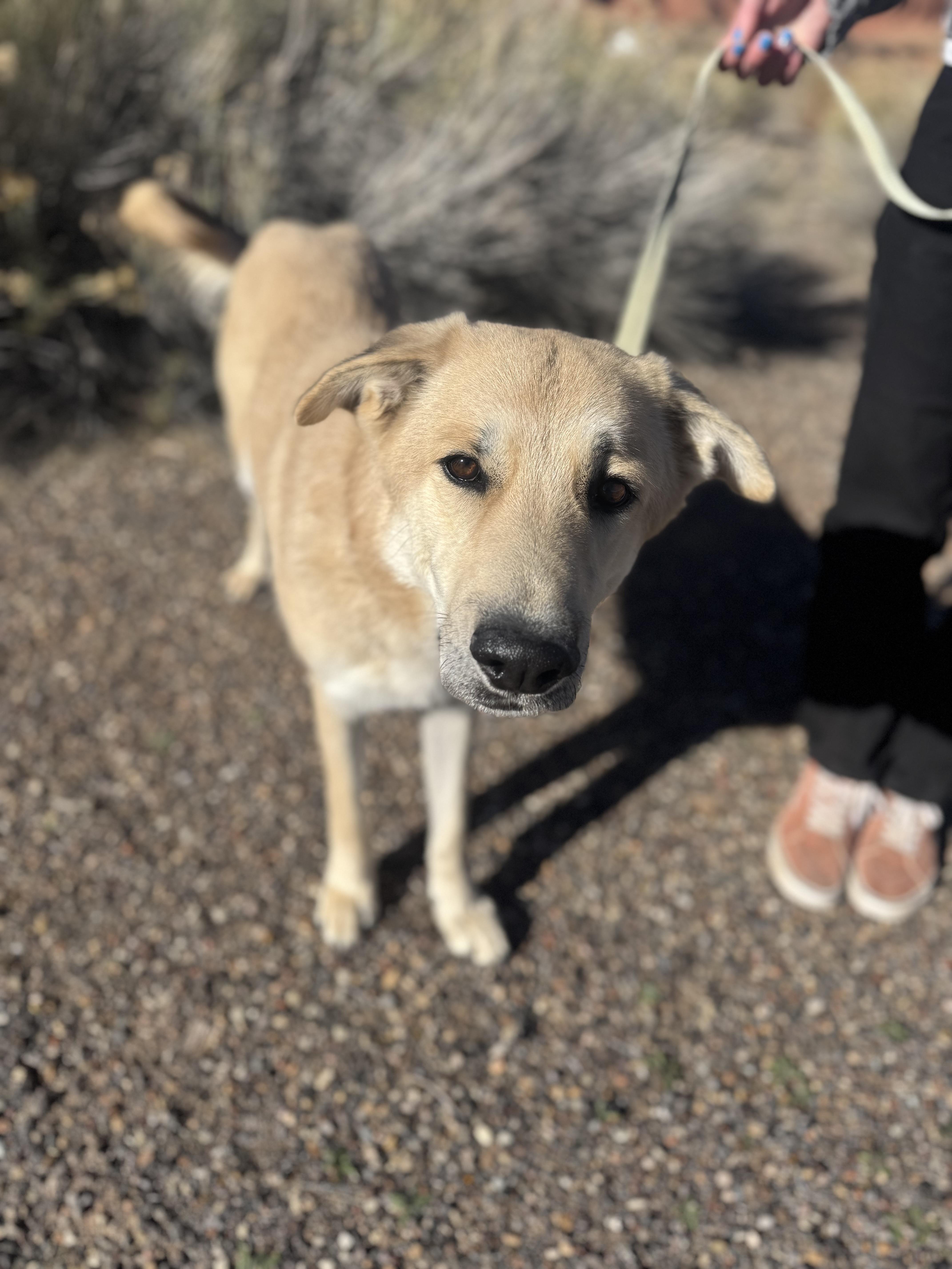Wall-E, a Adoptable mixed breed in Torrey, UT image 1/4