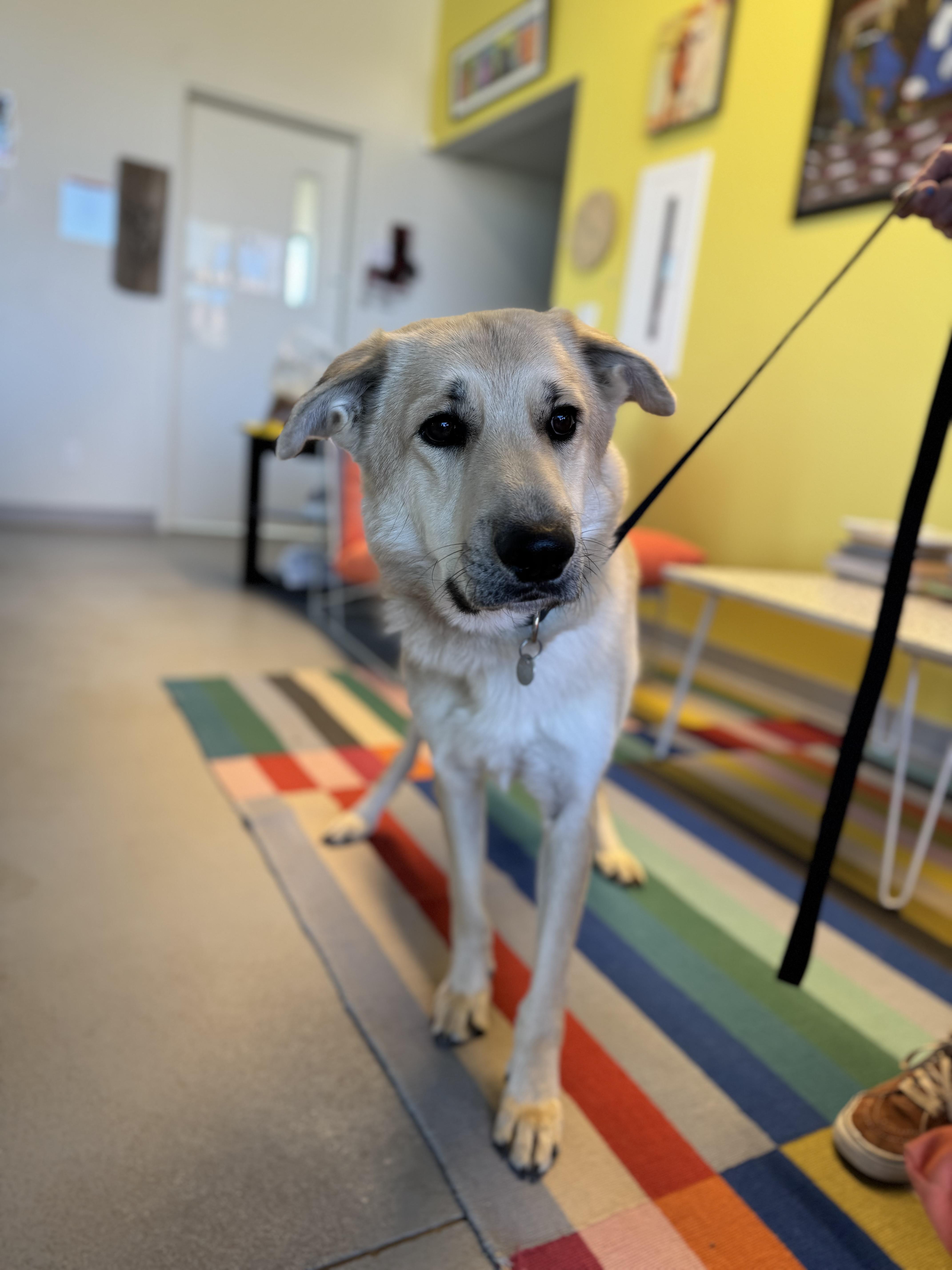 Wall-E, a Adoptable mixed breed in Torrey, UT image 2/4