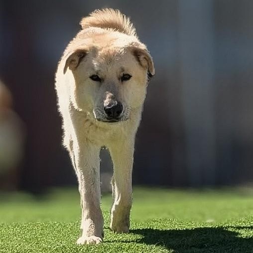 Wall-E, Adoptable, Adult Male German Shepherd Dog & Golden Retriever.