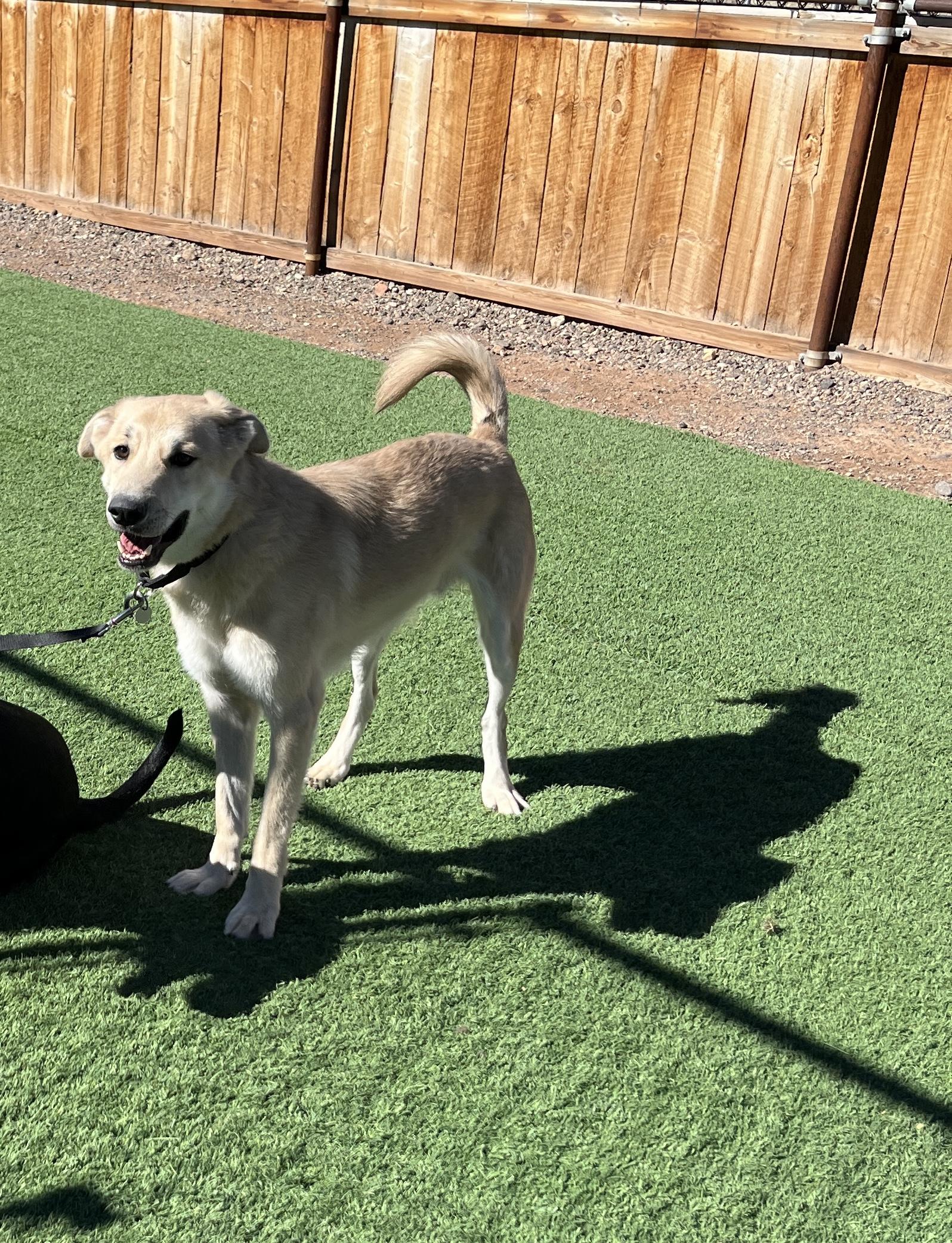 Wall-E, an adoptable Anatolian Shepherd in Torrey, UT, 84775 | Photo Image 1
