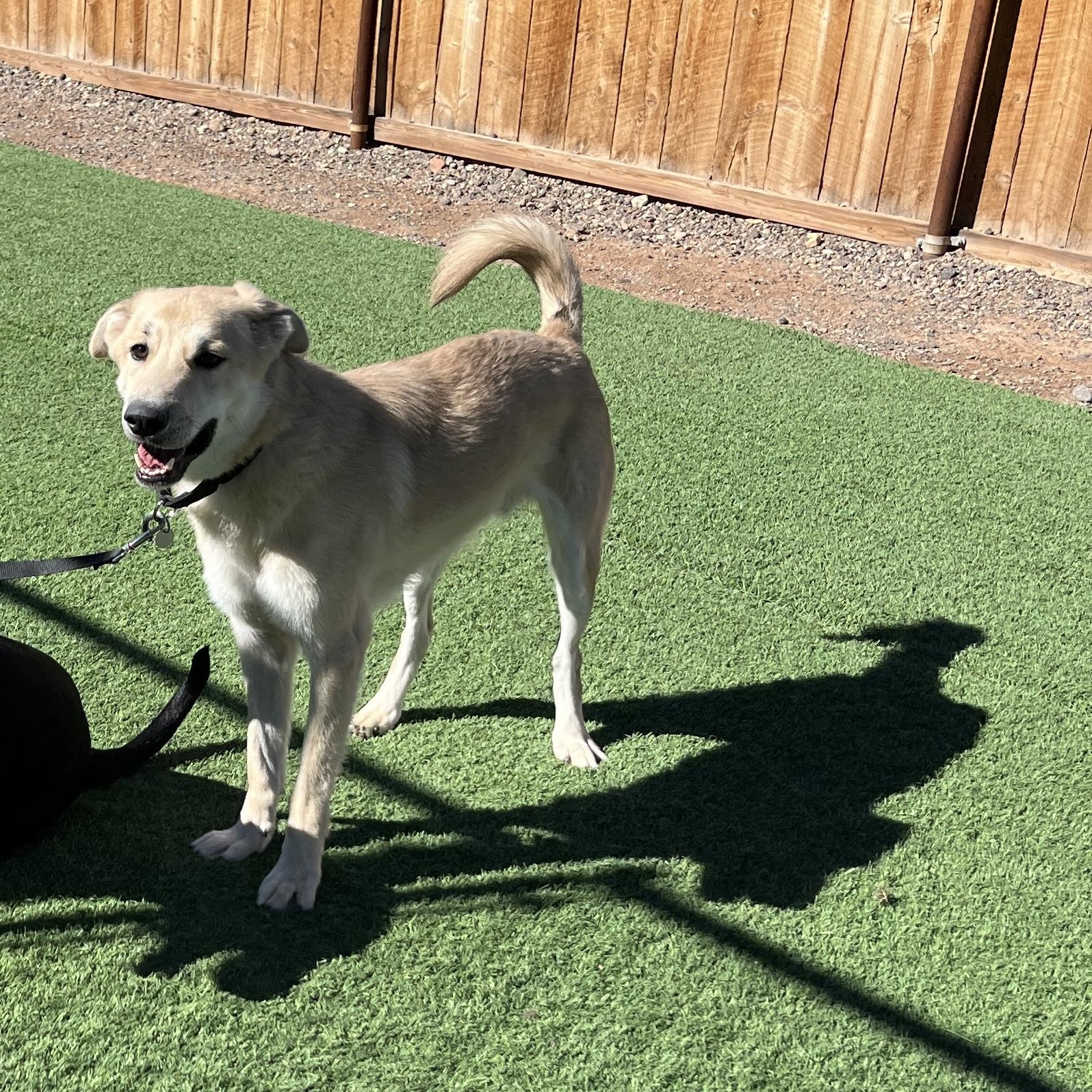 Wall-E, a Adoptable mixed breed in Torrey, UT image 3/4