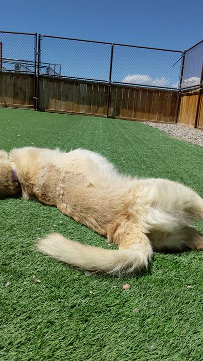 Enlarge Wall-E, a Adoptable mixed breed in Torrey, UT video 4/4