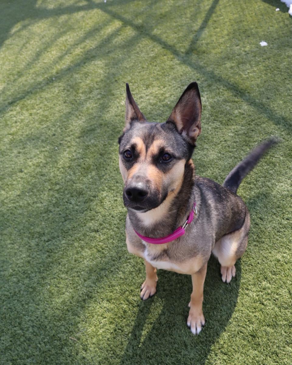 Enlarge Olive, a ADOPTABLE German Shepherd Dog in Bloomfield, NJ image 1/6
