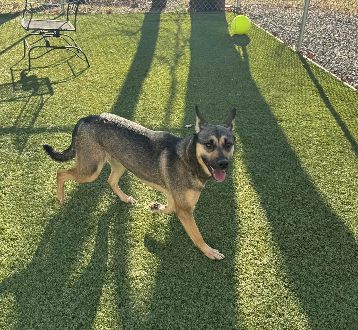 Enlarge Olive, a ADOPTABLE German Shepherd Dog in Bloomfield, NJ image 4/6