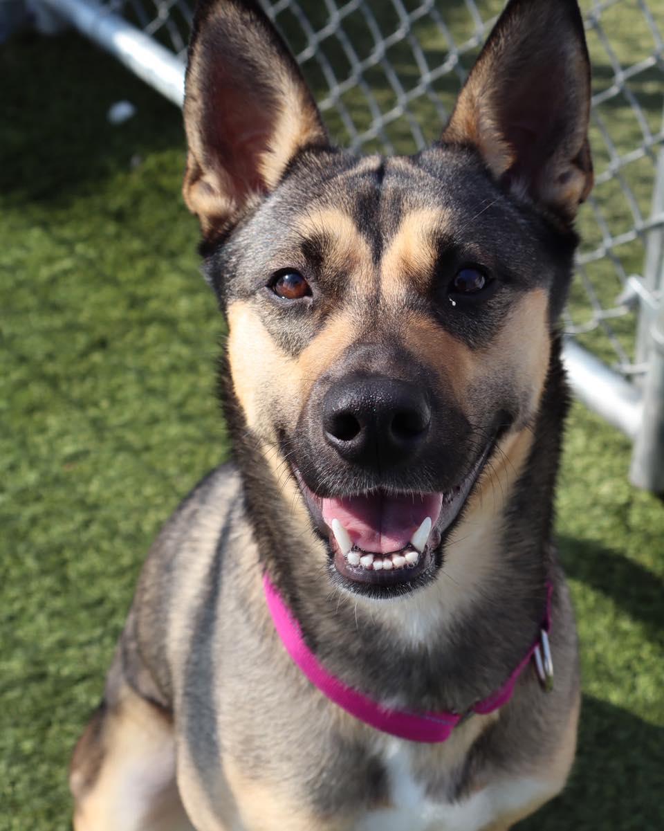 Olive, ADOPTABLE, Adult Female German Shepherd Dog.