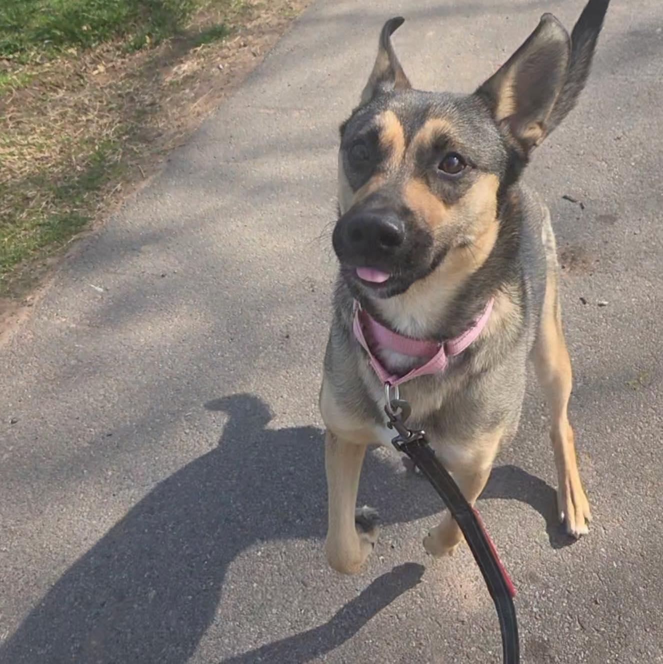 Enlarge Olive, a ADOPTABLE German Shepherd Dog in Bloomfield, NJ image 6/6