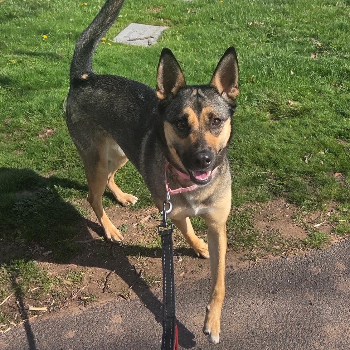 Olive, ADOPTABLE, Adult Female German Shepherd Dog.