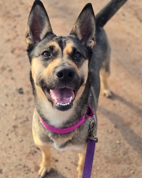 Enlarge Olive, a ADOPTABLE German Shepherd Dog in Bloomfield, NJ image 2/6