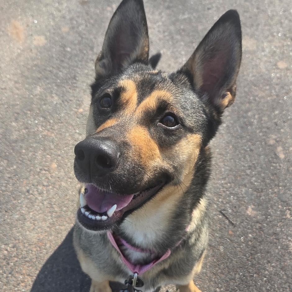 Enlarge Olive, a ADOPTABLE German Shepherd Dog in Bloomfield, NJ image 5/6