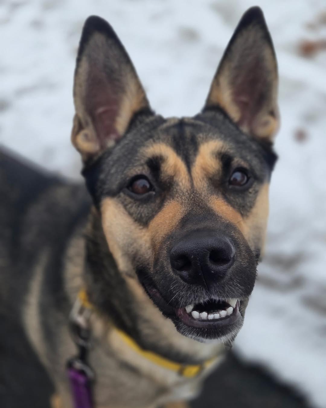 Enlarge Olive, a ADOPTABLE German Shepherd Dog in Bloomfield, NJ image 6/6