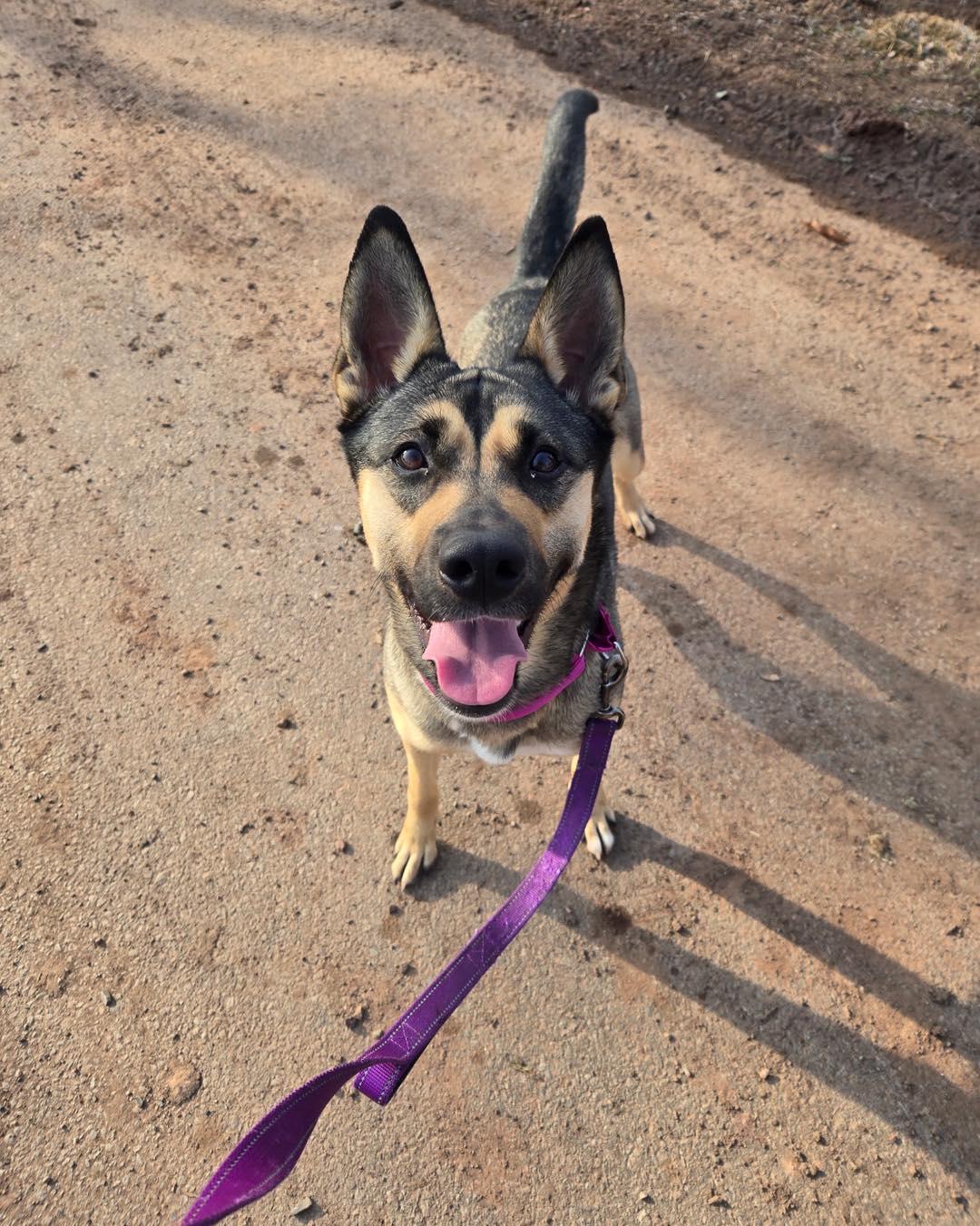 Enlarge Olive, a ADOPTABLE German Shepherd Dog in Bloomfield, NJ image 5/6