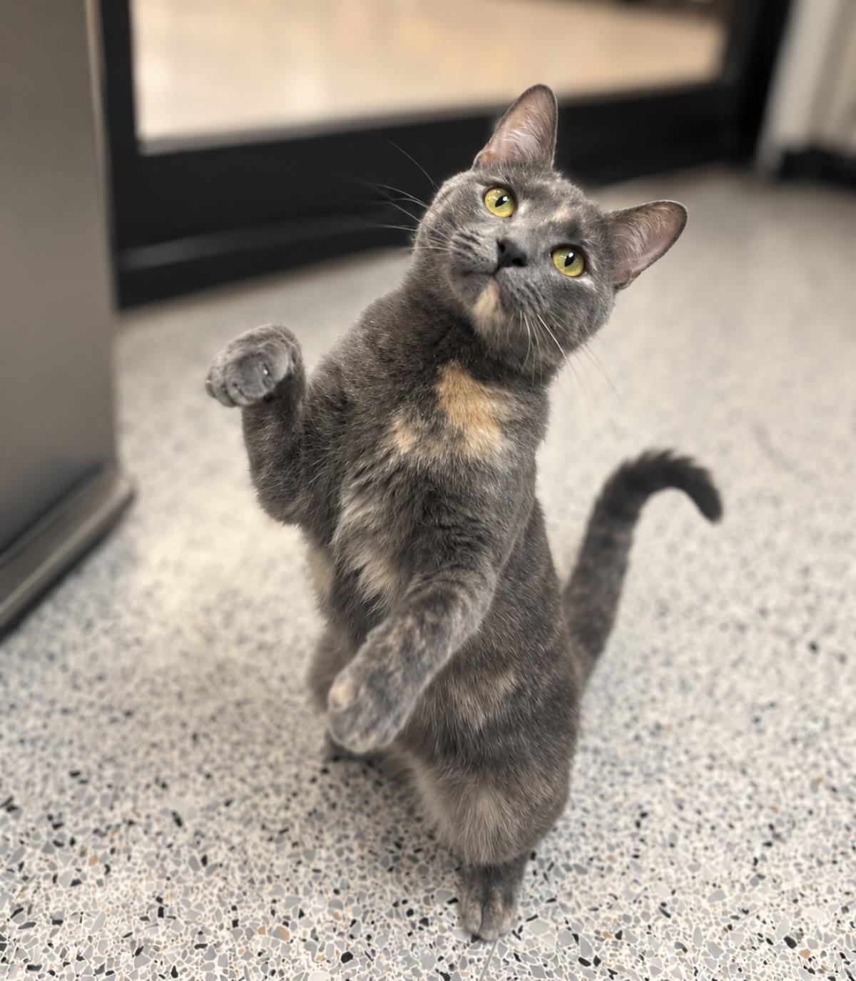 Enlarge Morticia Bush, a Adoptable mixed breed in Chandler, AZ image 1/3