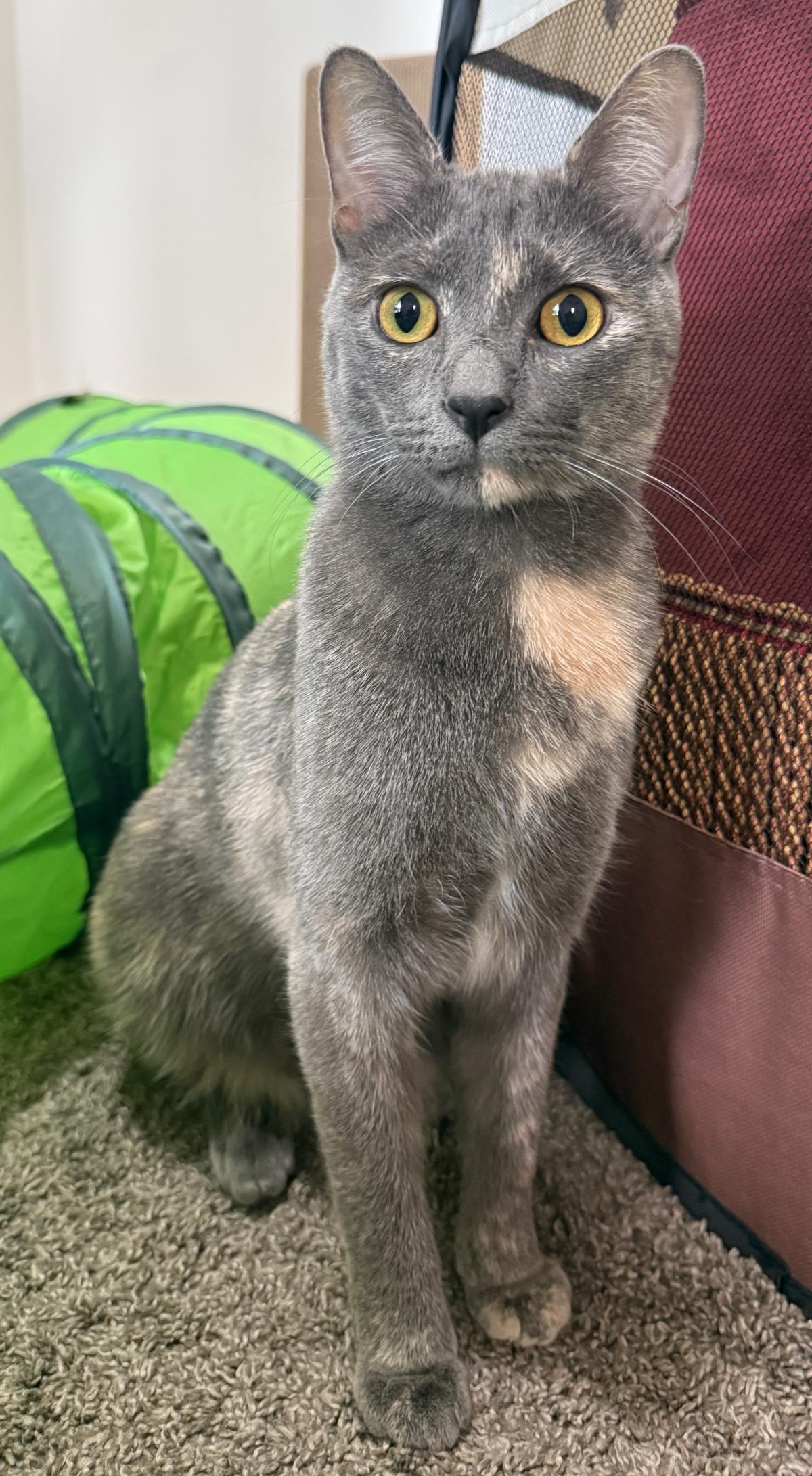 Enlarge Morticia Bush, a Adoptable mixed breed in Chandler, AZ image 2/3