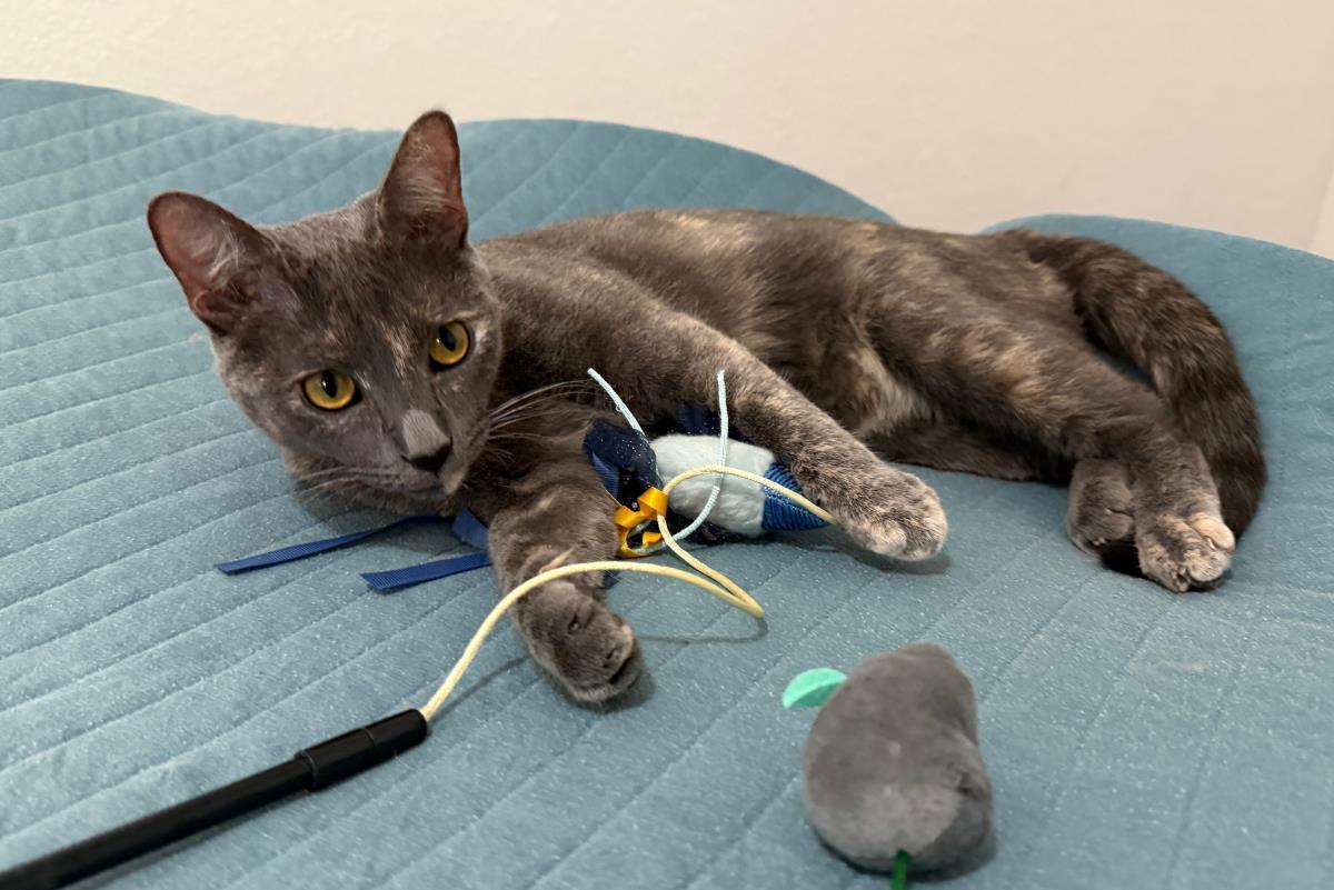 Enlarge Morticia Bush, a Adoptable mixed breed in Chandler, AZ image 3/3