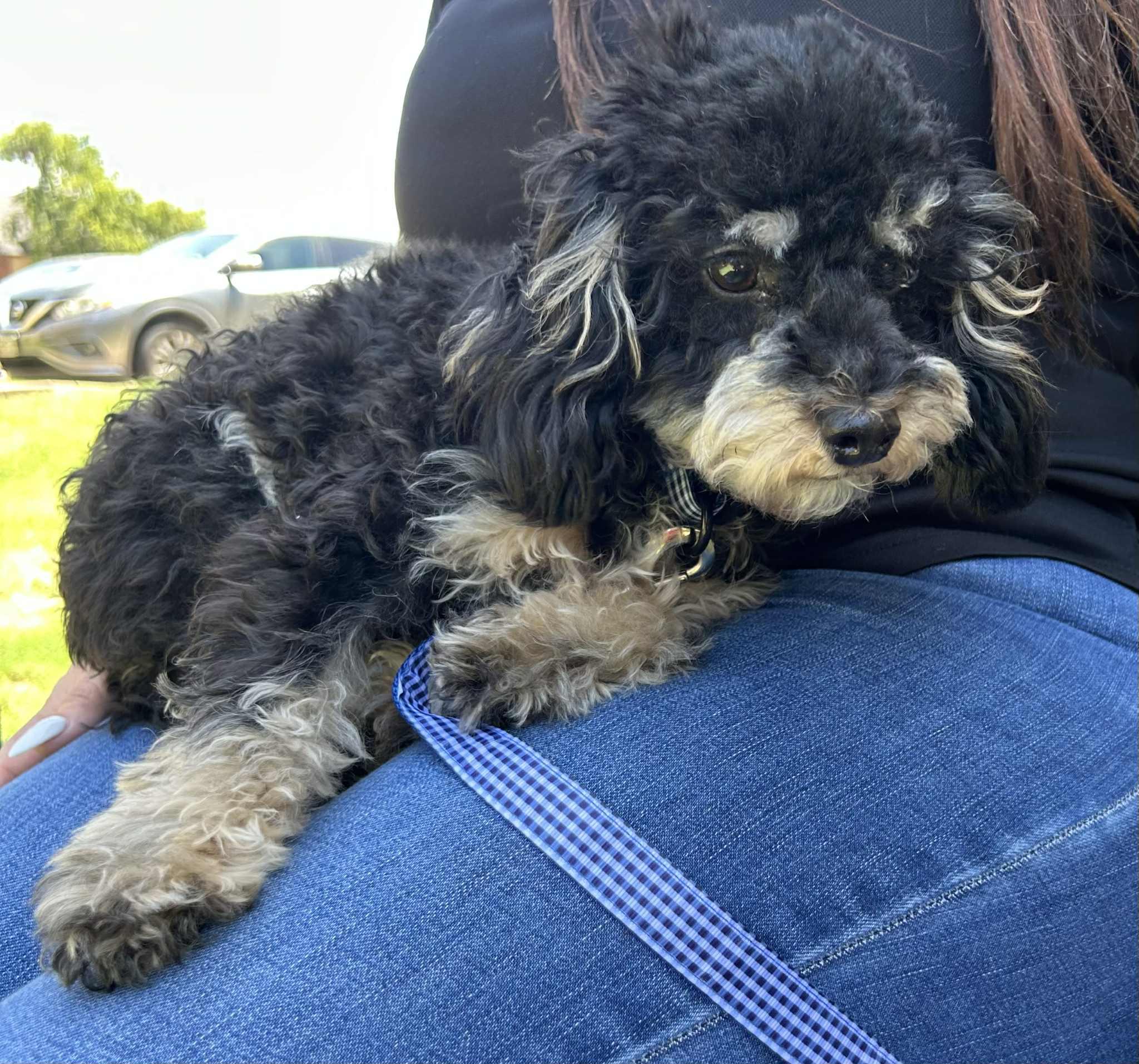TEDDY needs a small dog