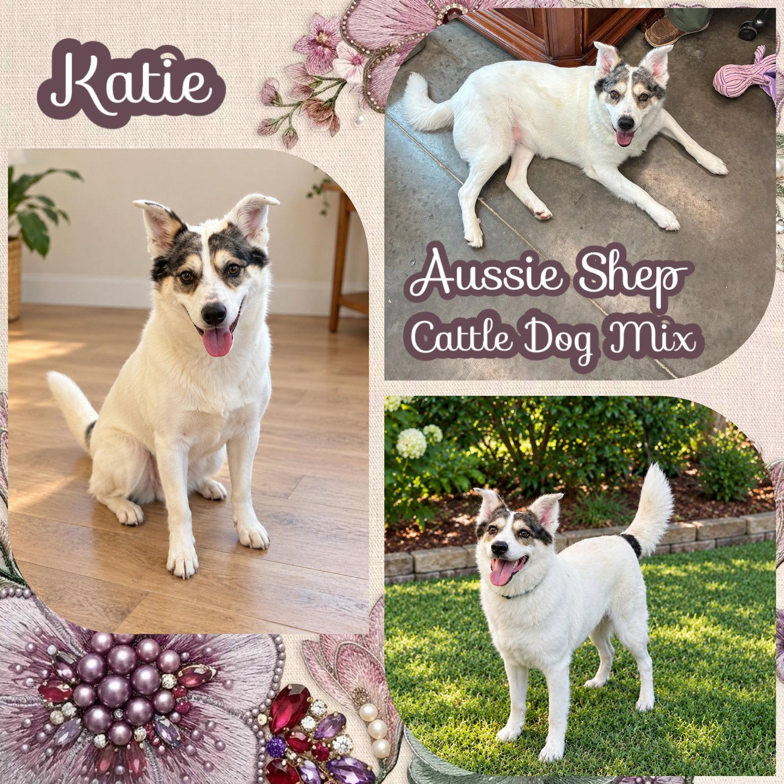 Enlarge Katie, a Adoptable Australian Shepherd in Dallas, TX image 3/3