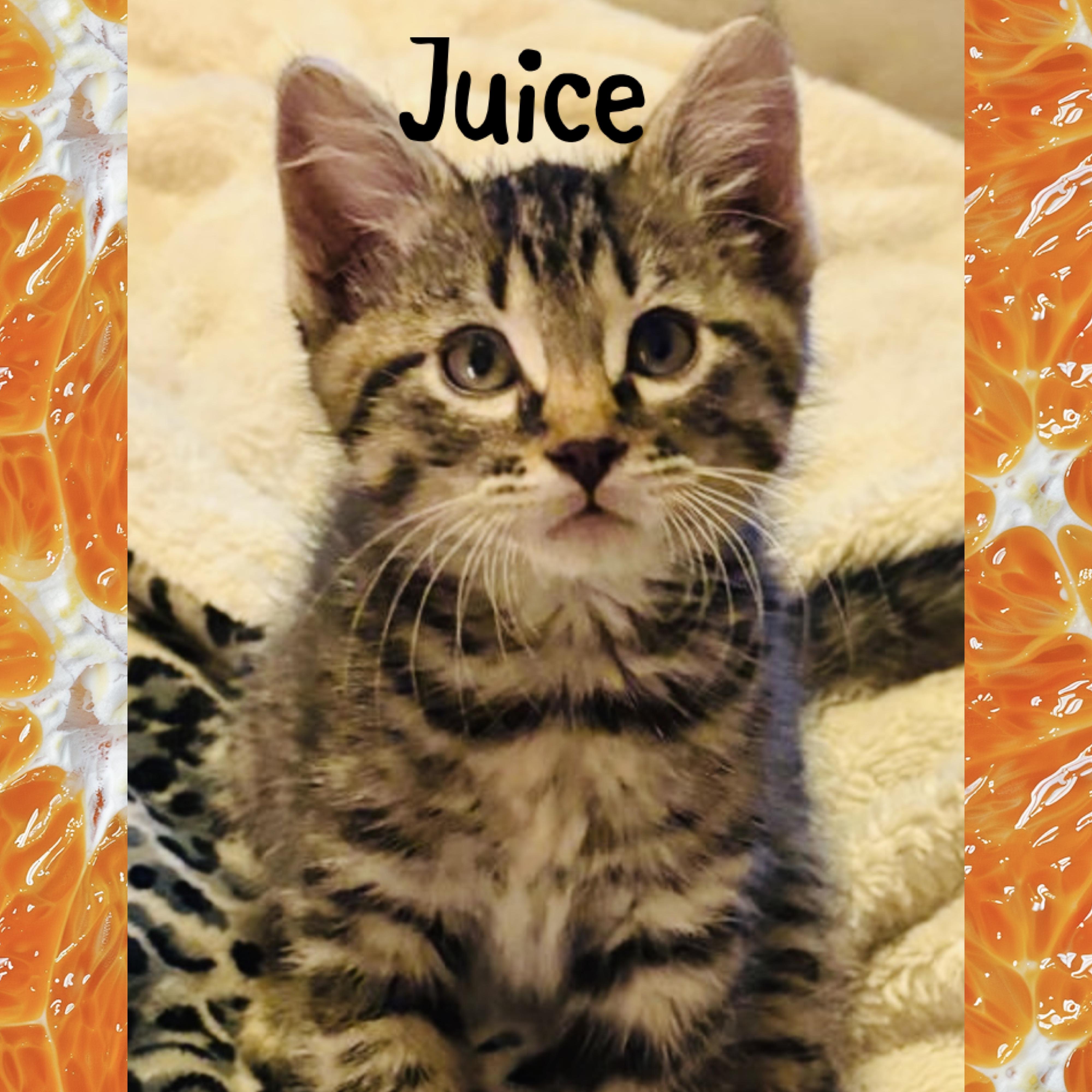 Juice, adopted, Kitten Male Domestic Short Hair.