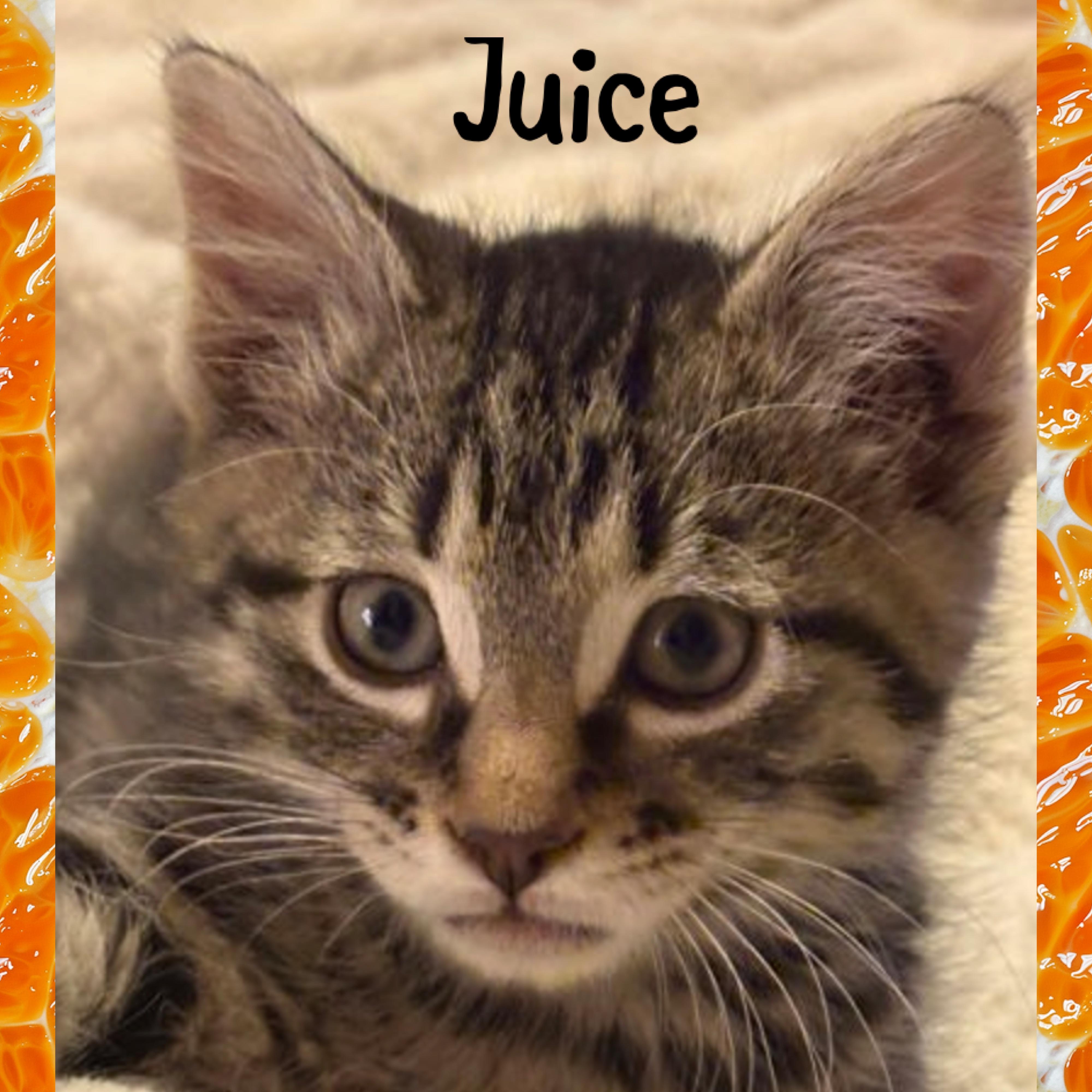 Juice, an adopted mixed breed in Red Lodge, MT image 2/4