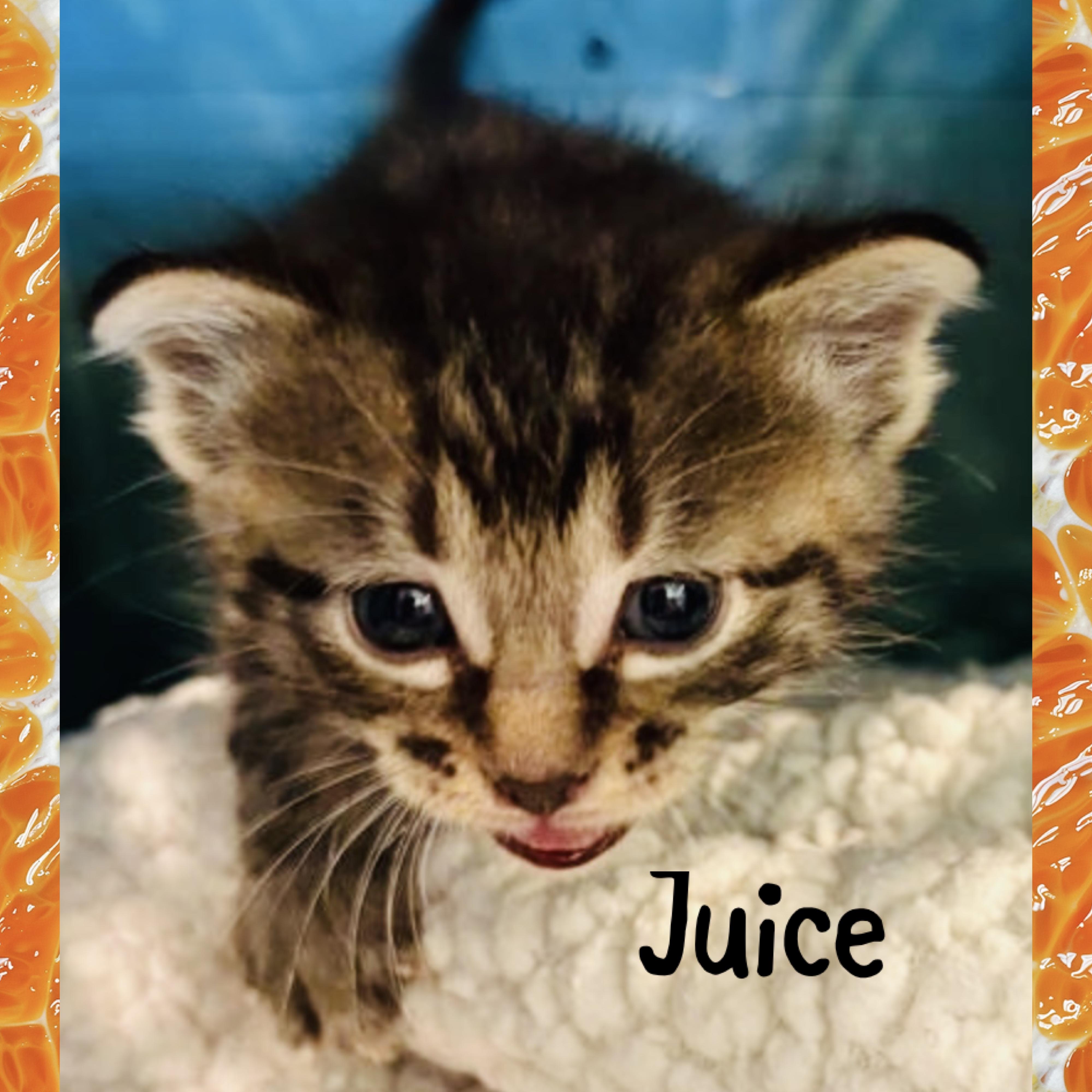Juice, an adopted mixed breed in Red Lodge, MT image 3/4