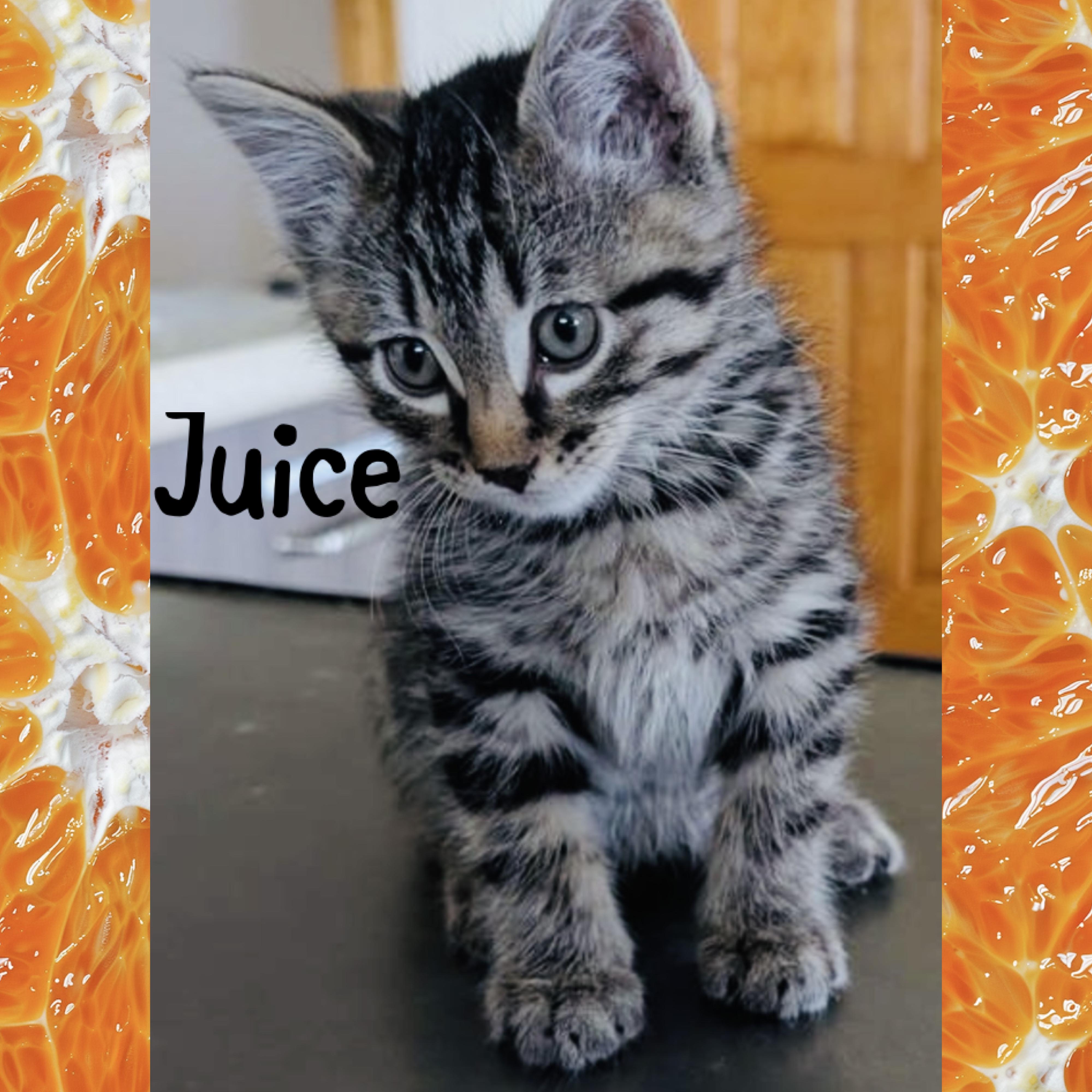 Juice, an adopted mixed breed in Red Lodge, MT image 4/4