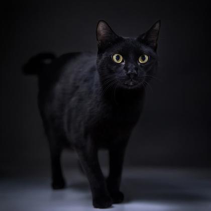 Jasper Kershaw, a Adoptable mixed breed in Hudson, MA image 1/3