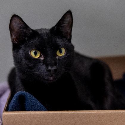 Jasper Kershaw, a Adoptable mixed breed in Hudson, MA image 2/3