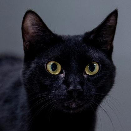 Jasper Kershaw, a Adoptable mixed breed in Hudson, MA image 3/3