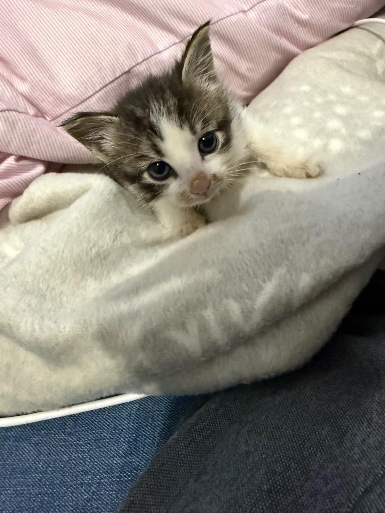 Firecracker Floof, a Adoptable mixed breed in Newnan, GA image 1/2