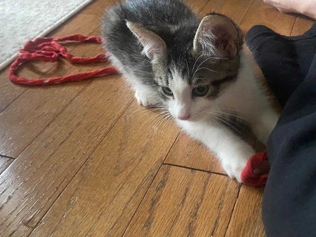 Firecracker Floof, a Adoptable mixed breed in Newnan, GA image 2/2