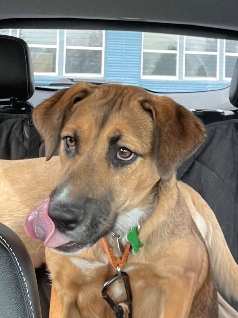 Enlarge Zara, a Adoptable mixed breed in North Syracuse, NY image 1/6