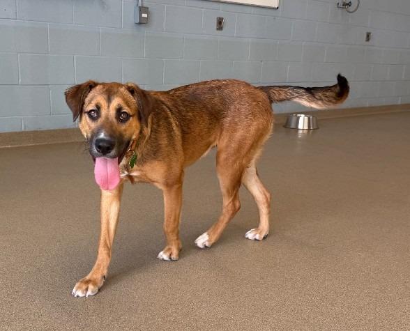 Enlarge Zara, a Adoptable mixed breed in North Syracuse, NY image 2/6