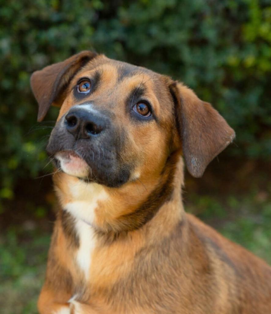 Enlarge Zara, a Adoptable mixed breed in North Syracuse, NY image 2/6