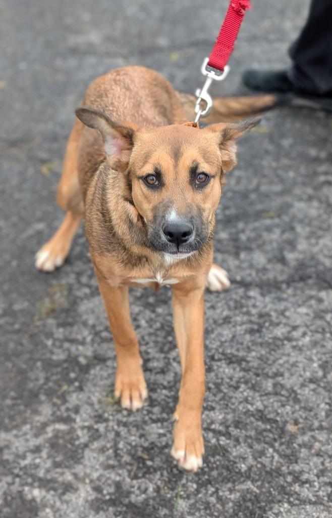 Enlarge Zara, a Adoptable mixed breed in North Syracuse, NY image 3/6