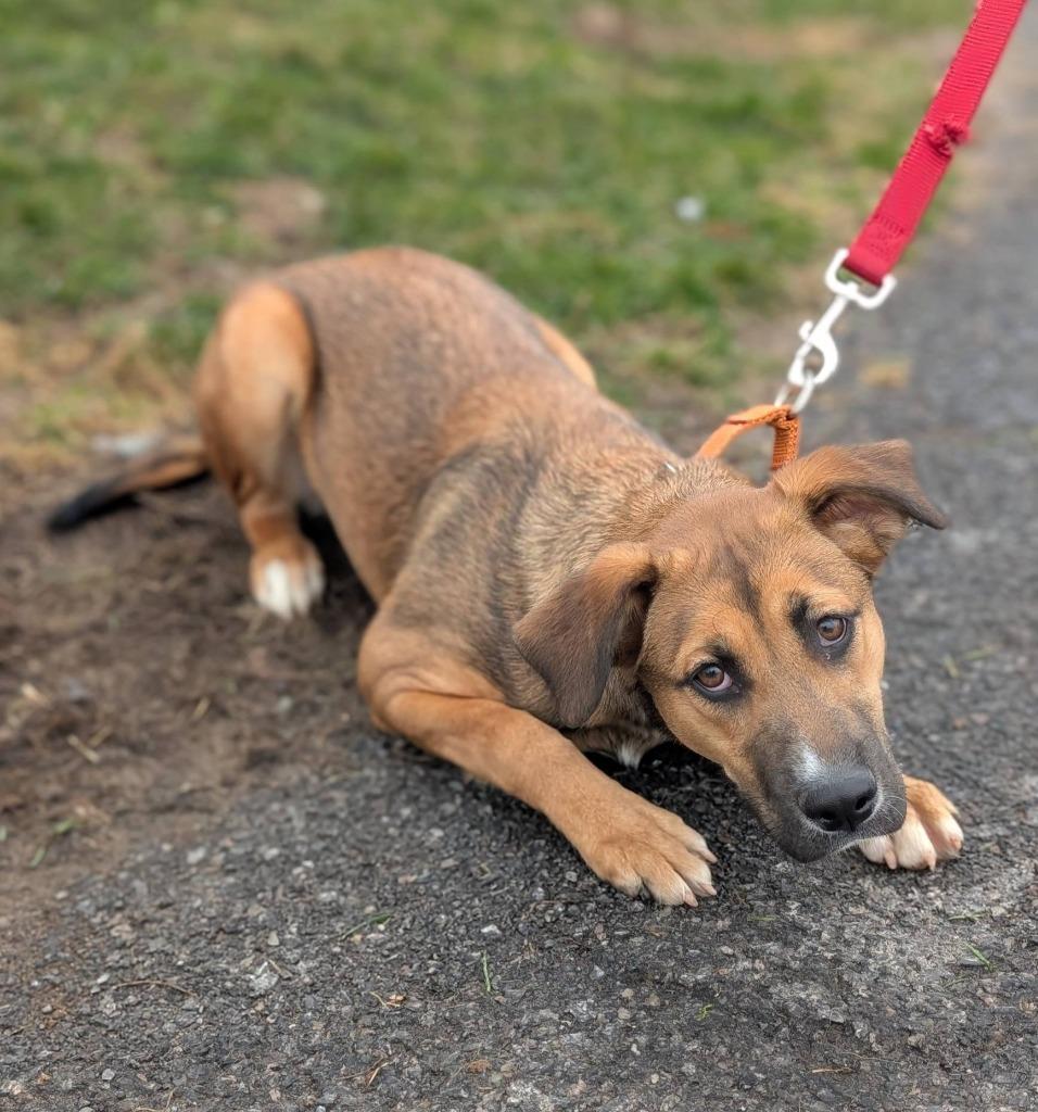 Enlarge Zara, a Adoptable mixed breed in North Syracuse, NY image 4/6