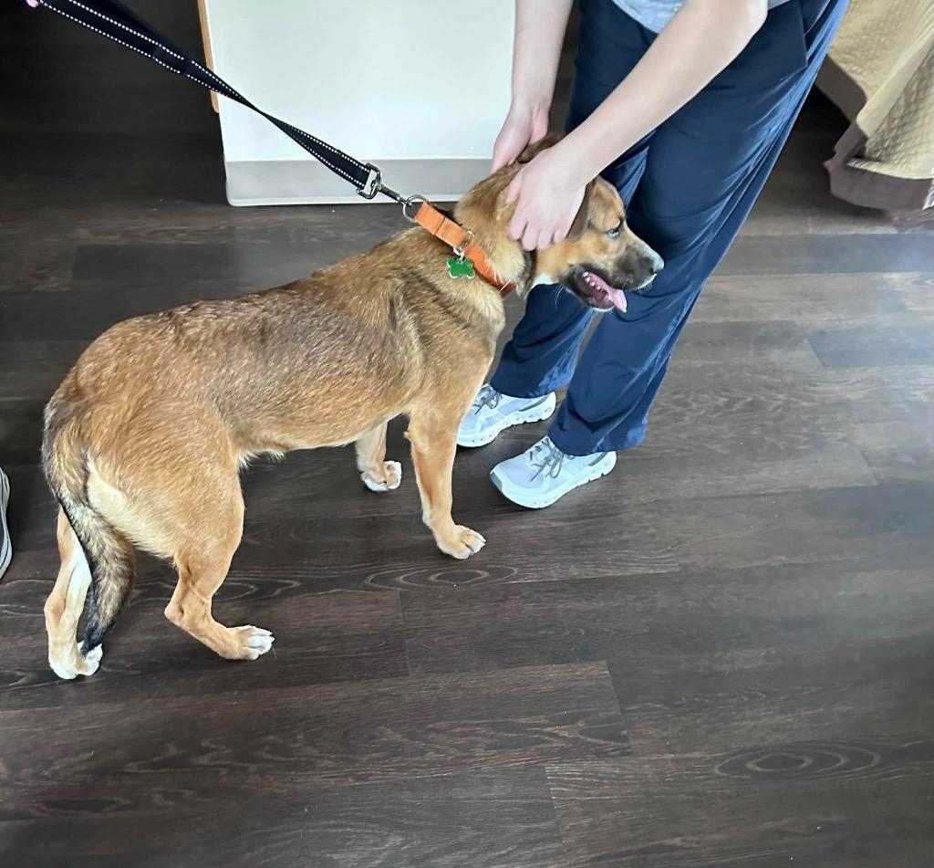 Enlarge Zara, a Adoptable mixed breed in North Syracuse, NY image 5/6