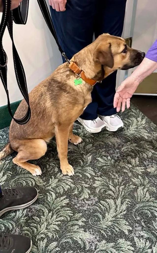 Enlarge Zara, a Adoptable mixed breed in North Syracuse, NY image 6/6