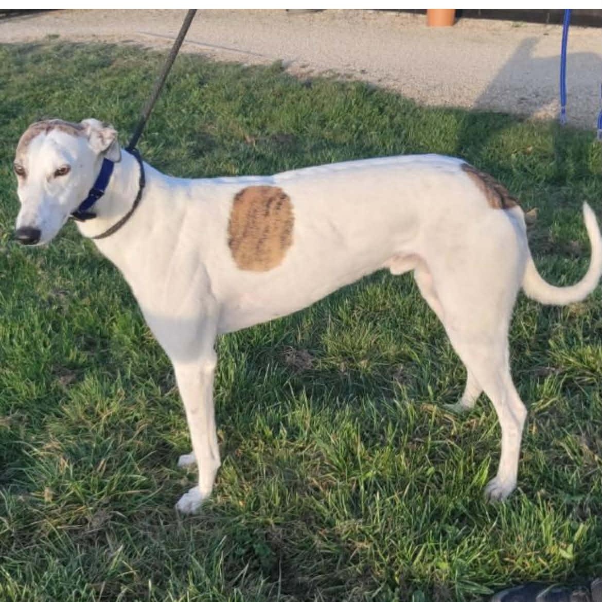 Enlarge Bodell Boon (Boon), a ADOPTABLE Greyhound in North Port, FL image 3/5