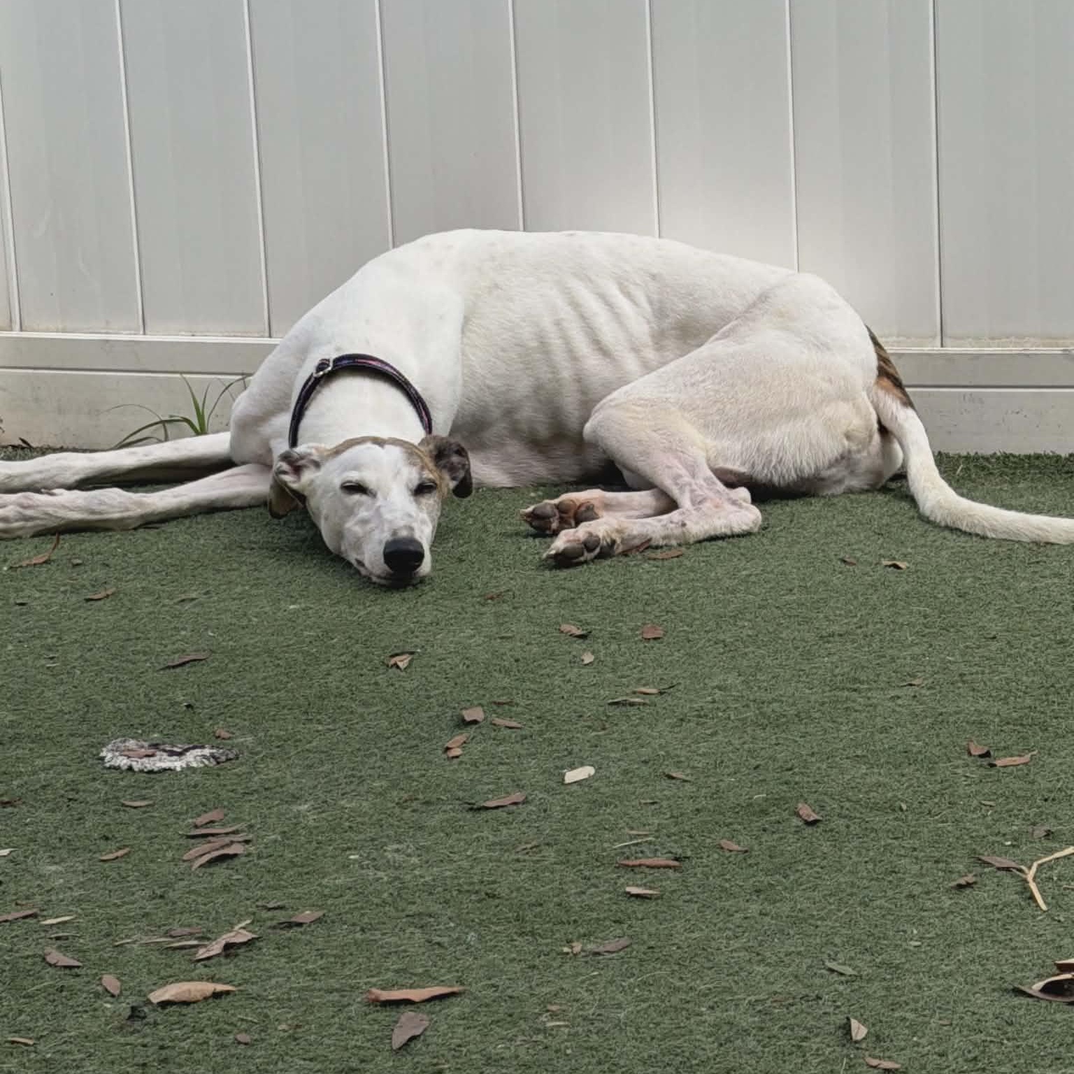 Enlarge Bodell Boon (Boon), a ADOPTABLE Greyhound in North Port, FL image 2/5